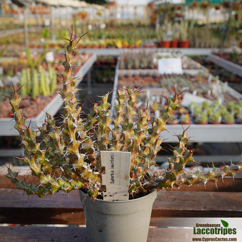 Euphorbia lenewtonii