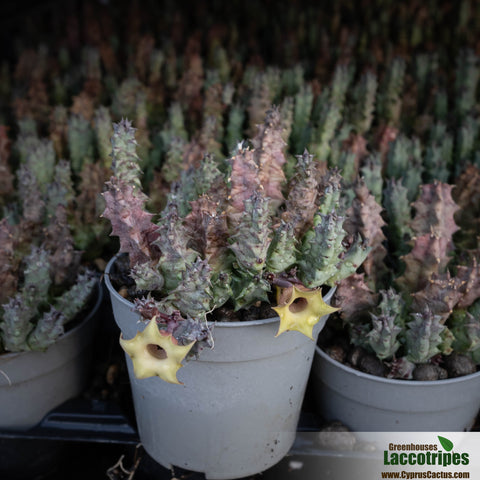 Huernia primulina