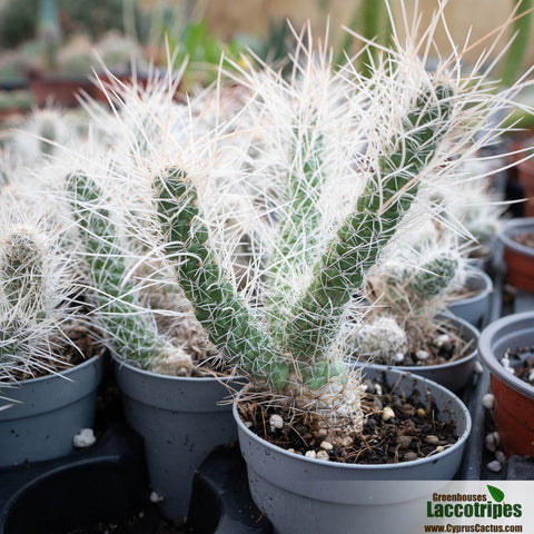 Tephrocactus weberi