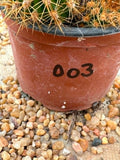 Trichocereus Hybrid Fuschia