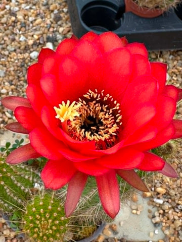 Trichocereus Hybrid Red