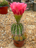 Trichocereus Hybrid Fuschia
