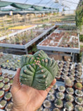 Astrophytum  myriostigma cv. Kikko Nudum
