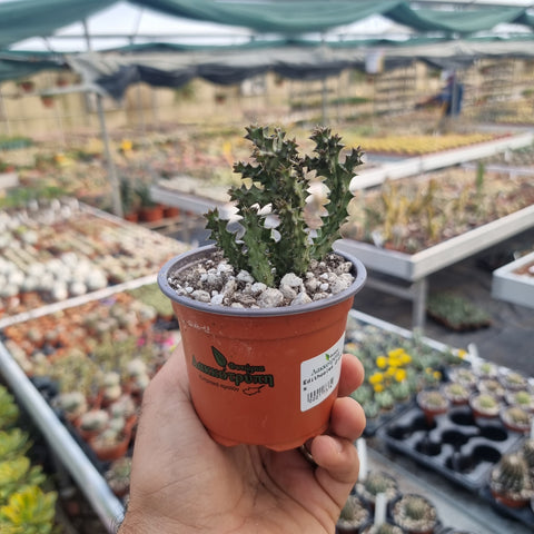 Edithcolea Grandis