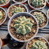 Gymnocalycium vatteri single spine