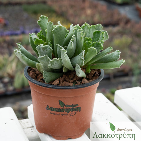 Adromischus cristatus