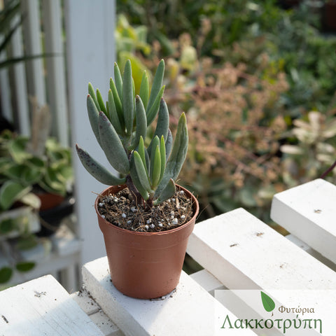Adromischus filicaulis