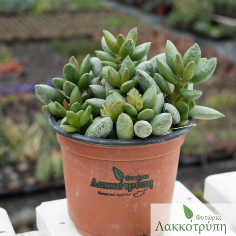 Adromischus schuldtianus juttae
