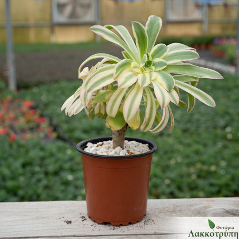 Aeonium Arboreum 'Luteovariegatum