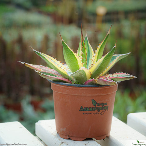 Agave lophantha Quadricolor