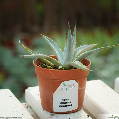 Agave utahensis var. kaibabensis