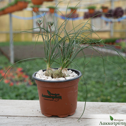 Albuca humilis