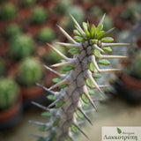 Alluaudia procera