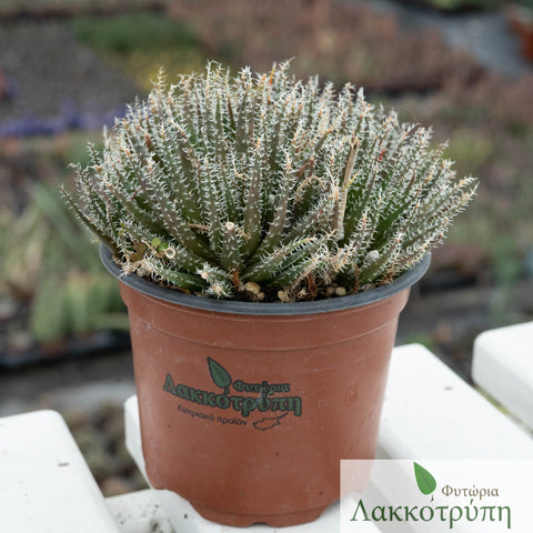 Aloe haworthioides