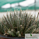 Aloe haworthioides