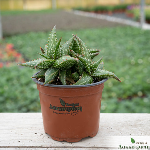 Aloe pepe
