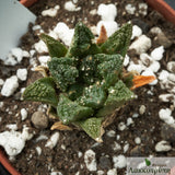 Ariocarpus fissuratus hintonii Mat