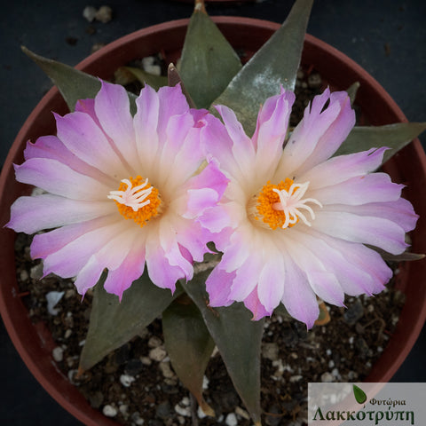 Ariocarpus retusus