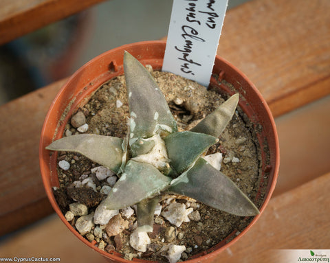 Ariocarpus trigonus var. elongatus