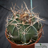 Astrophytum capricorne