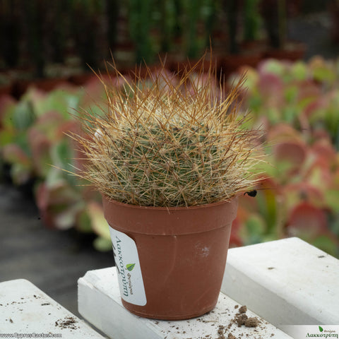 Aylostera verebii