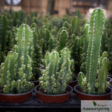 Cereus florida paolinae