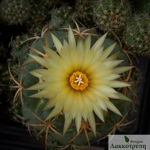 Coryphantha pycnacantha