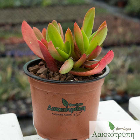 Crassula campfire