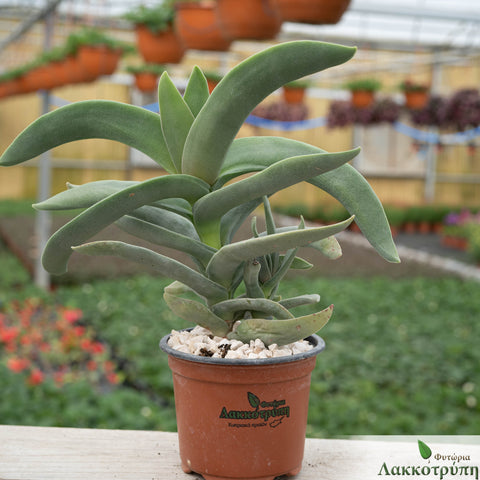 Crassula falcata