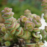 Crassula marnieriana
