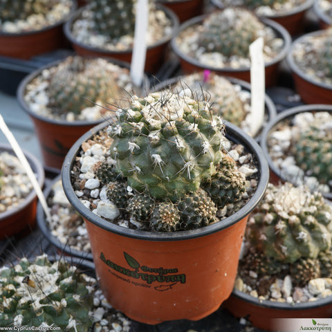 Copiapoa montana