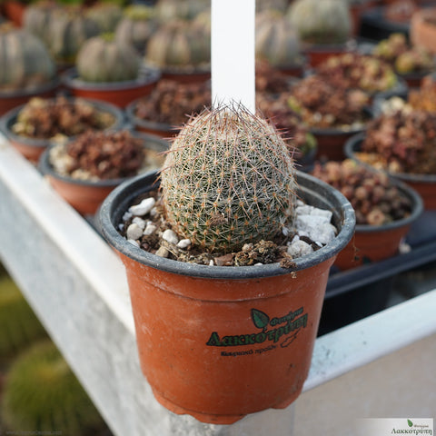 Mammillaria napina