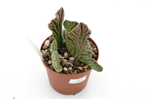 Stapelia leendertziae cristate