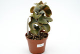 Kalachoe beharensis hybrid