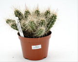Echinocereus parkeri