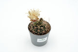 Gymnocalycium gaponii