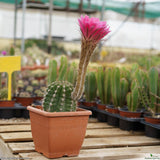 Echinopsis hybrid