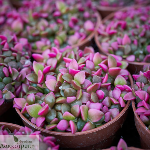 Anacampseros rufescens variegata