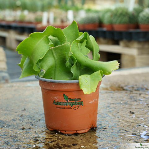 Epiphyllum guatemalense  monstrosa