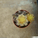 Gymnocalycium mihanovichii Stenogonum