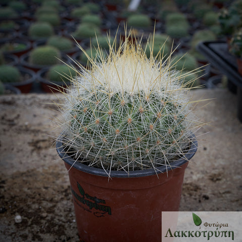 Thelocactus macdowellii