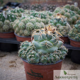 Coryphantha pycnacantha