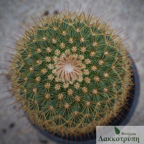 Mammillaria backebergiana