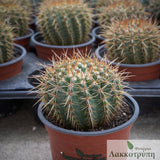 Parodia mammulosa