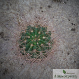 Soehrensia formosa