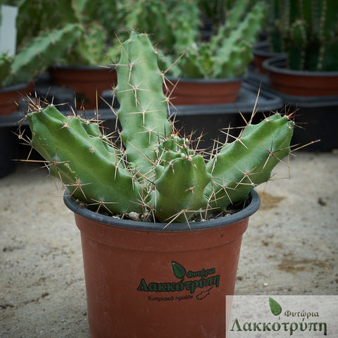 Echinocereus pentalophus