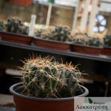 Ferocactus horridus 