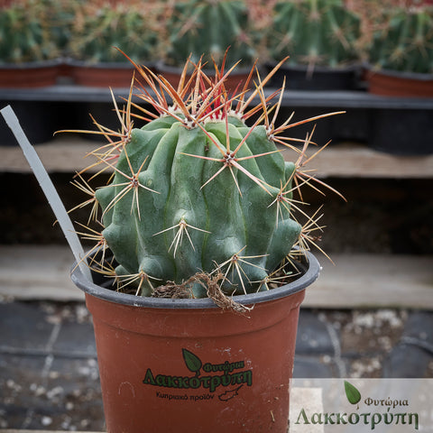 Ferocactus stainesii