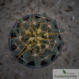 Ferocactus hamatacanthus albispinus