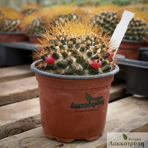Mammillaria nivosa